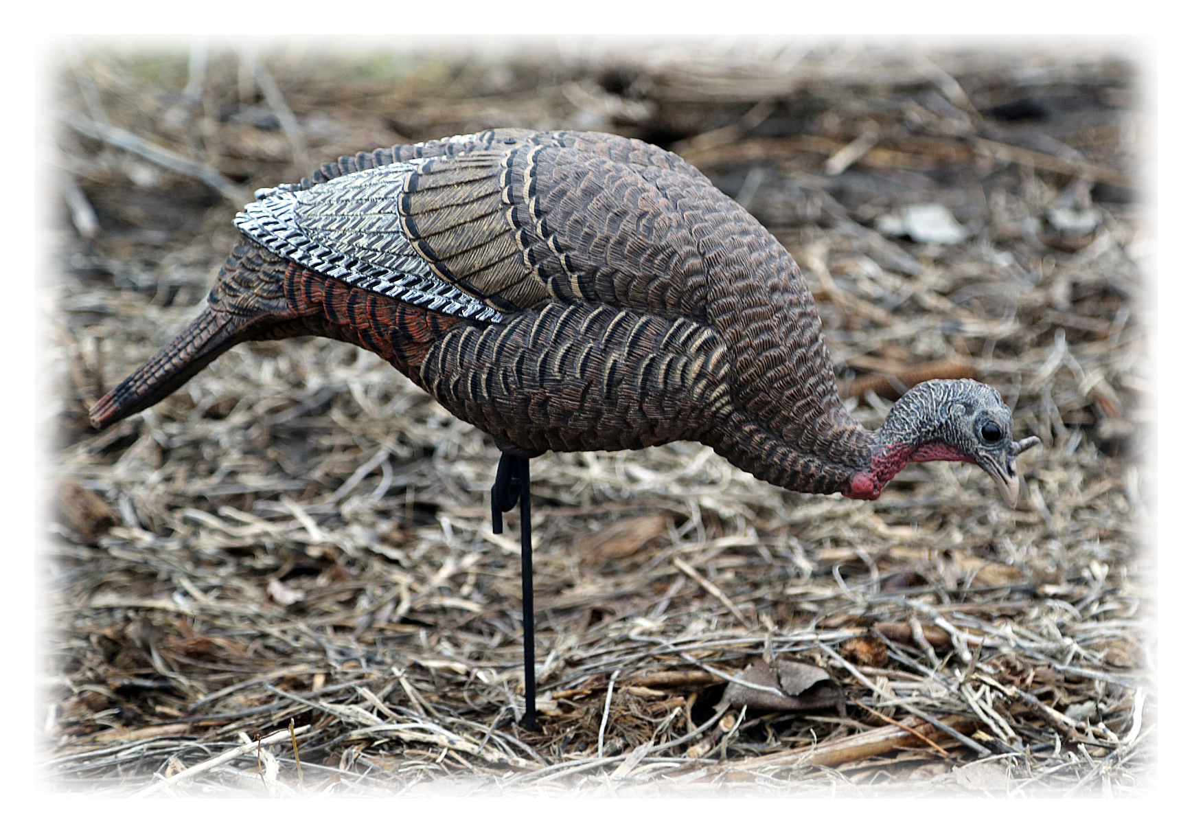 Dakota Decoy XTreme Feeding Hen Turkey Decoy Bass Pro Shops